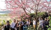 日本の桜、ディエンビェン省に植樹